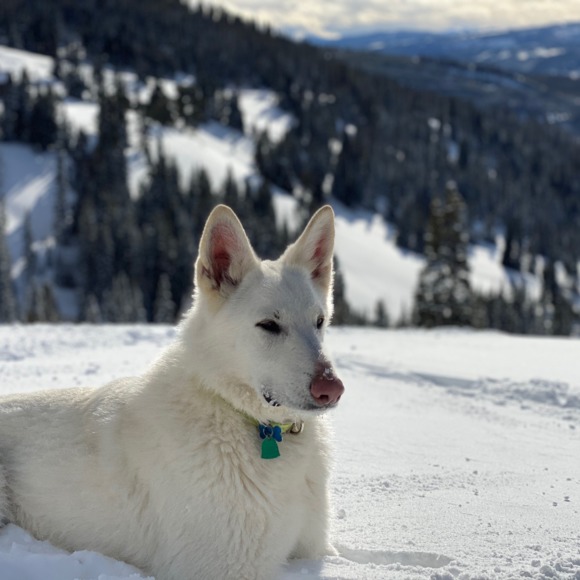 Meet your Posher, Georgie - Picture 1 of 1